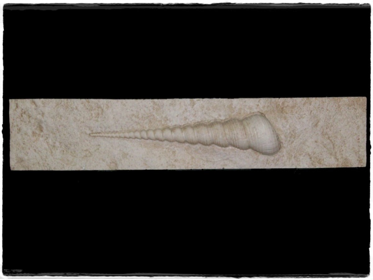 Κοχύλι Χειροποίητη Μπορντούρα Τραβερτίνο 0630