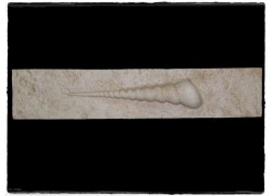 Κοχύλι Χειροποίητη Μπορντούρα Τραβερτίνο 0630