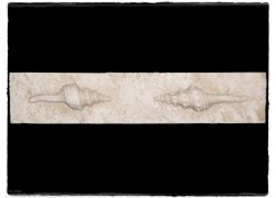 Κοχύλια Σχέδιο Λιστέλο Μπάνιου 0629