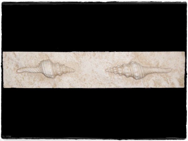 Κοχύλια Σχέδιο Λιστέλο Μπάνιου 0629