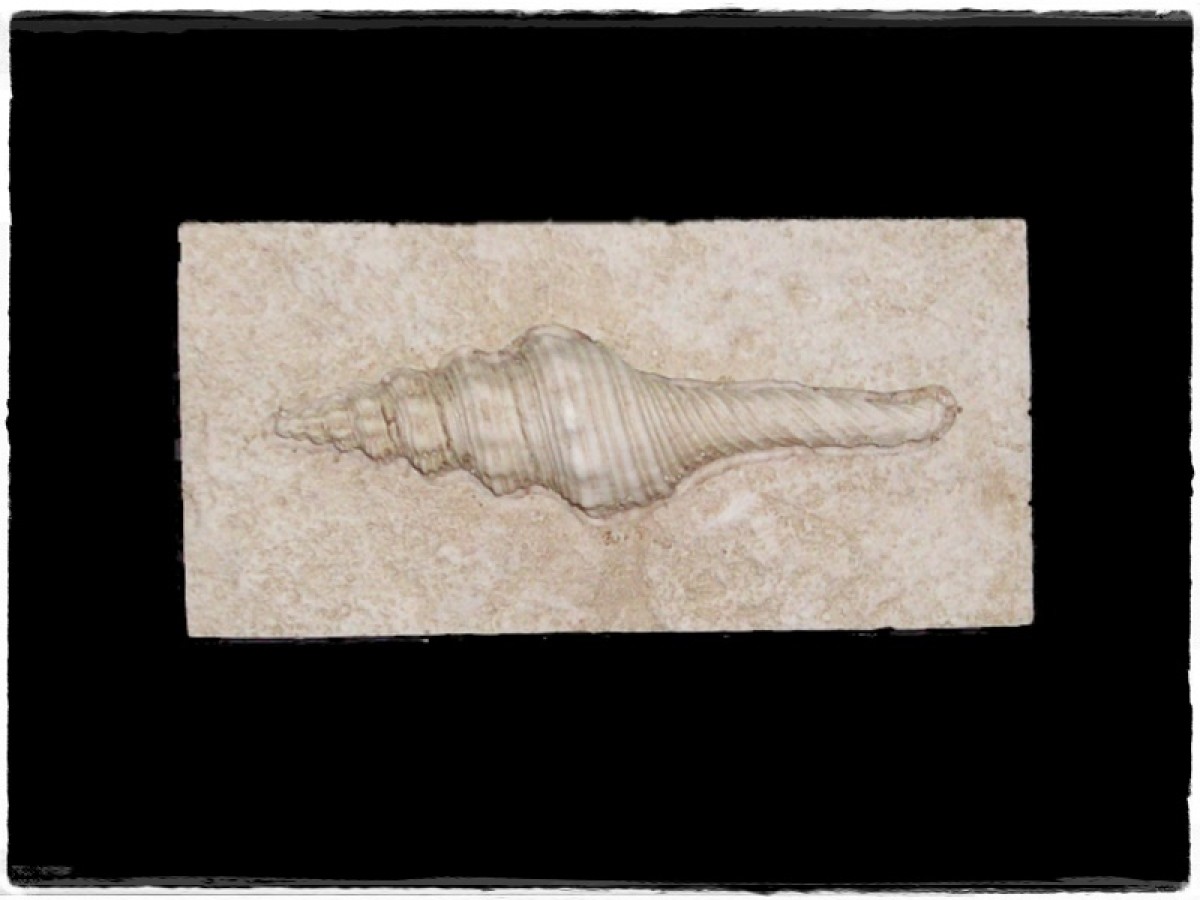 Ντεκόρ Κοχύλι Για Πλακάκια Μπάνιου