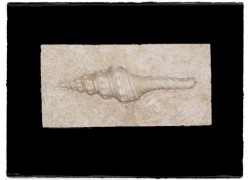 Ντεκόρ Κοχύλι Για Πλακάκια Μπάνιου