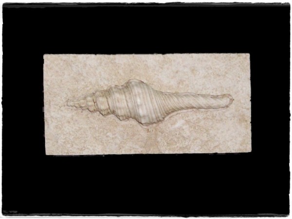 Ντεκόρ Κοχύλι Για Πλακάκια Μπάνιου