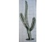Travertine Handmade Cactus Show